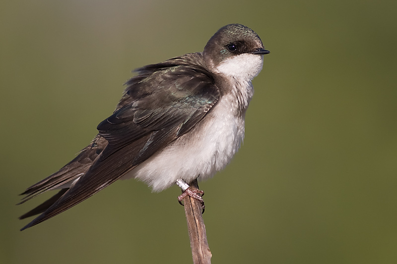 tree swallow 96