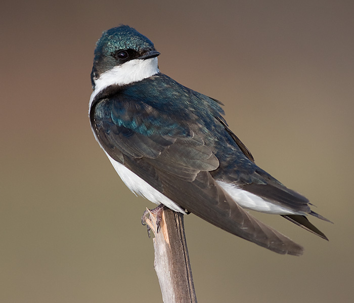 tree swallows 114