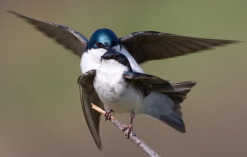 tree swallow 145