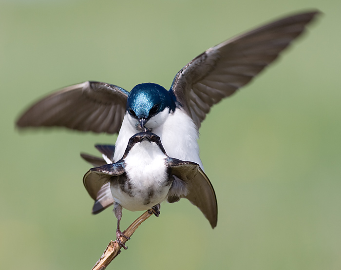 tree swallow 151