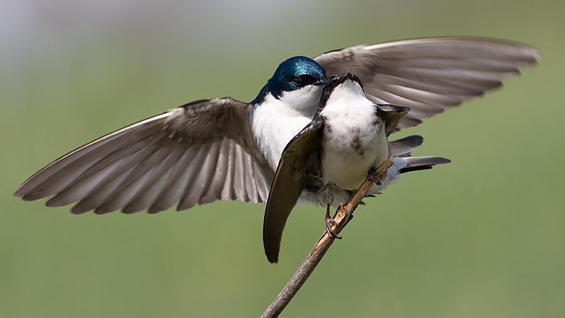 tree swallow 153