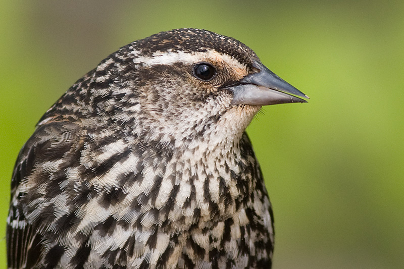red winged blackbird 233