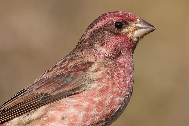 purple finch 34