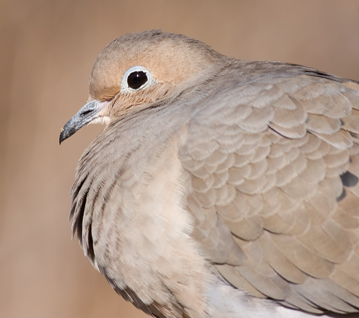 mourning dove 61