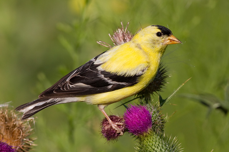 goldfinch 51