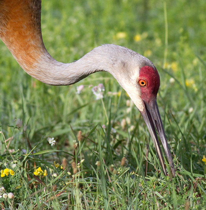 sandhill crane 82