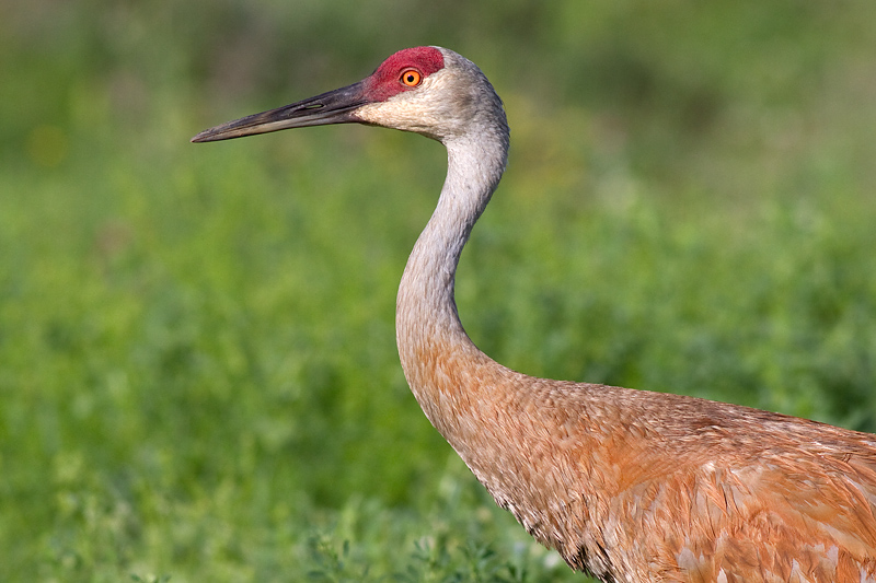 sandhill crane 84