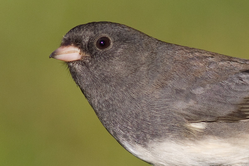 junco 192