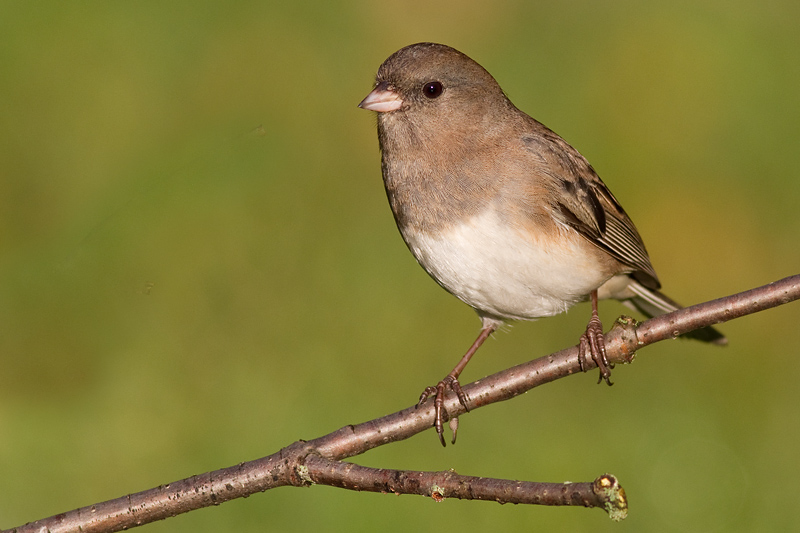 junco 193