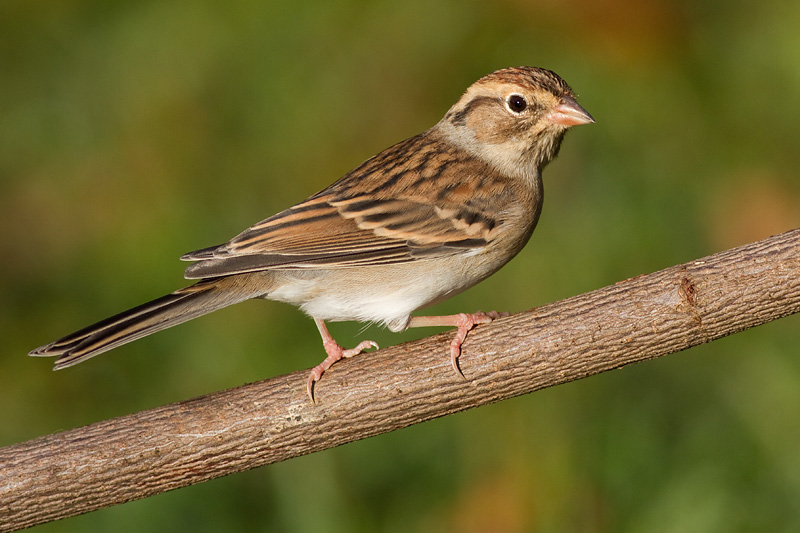 immature chipping sparrow 18