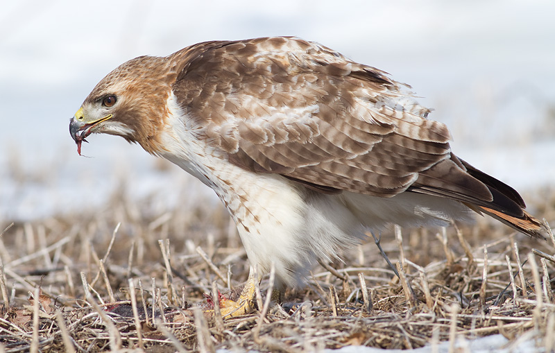 red-tailed hawk 310