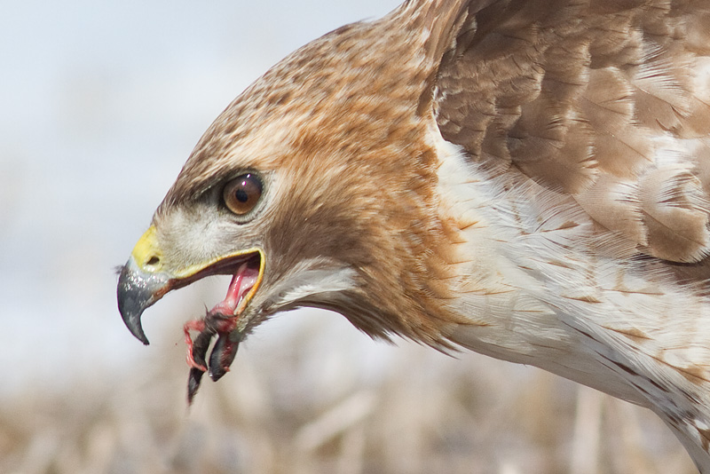 red-tailed hawk 312