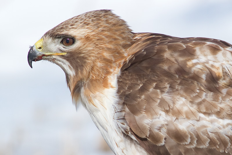 red-tailed hawk 313