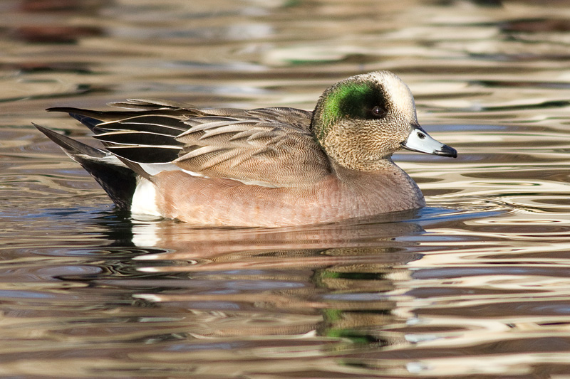 American Wigeon 15