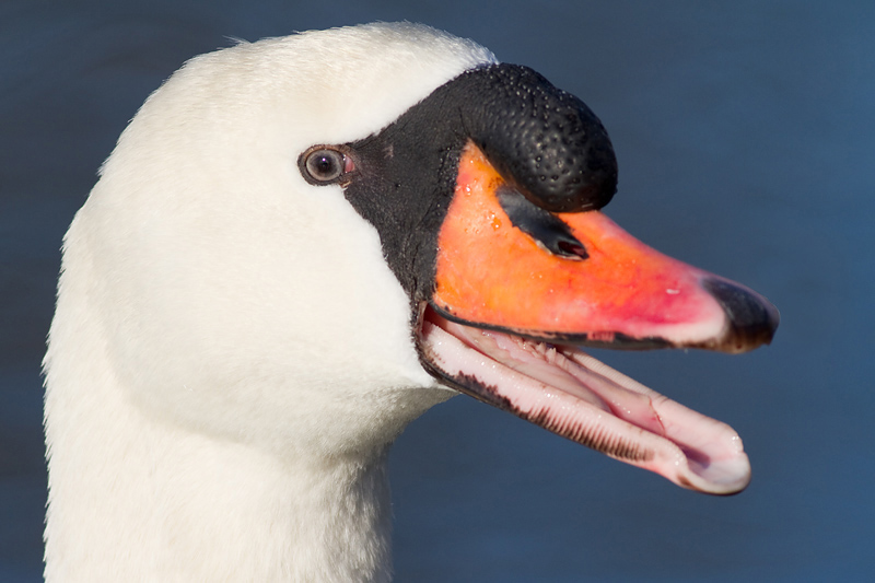 mute swan 14