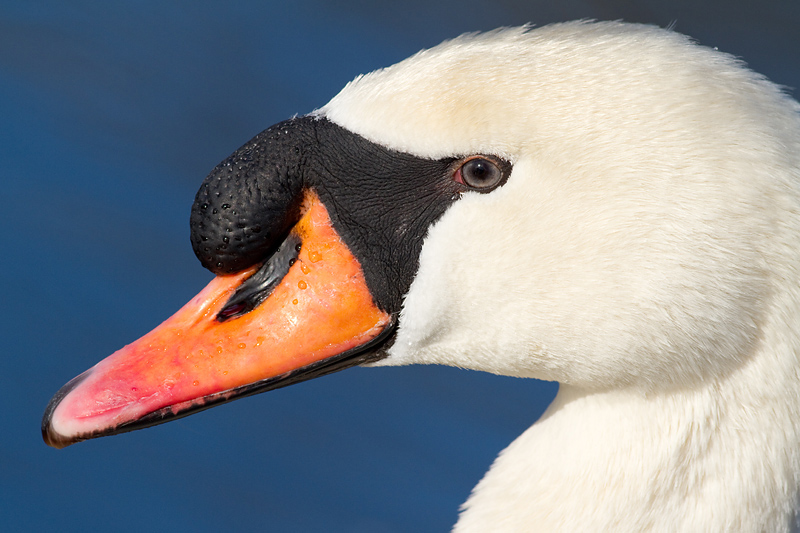 mute swan 15