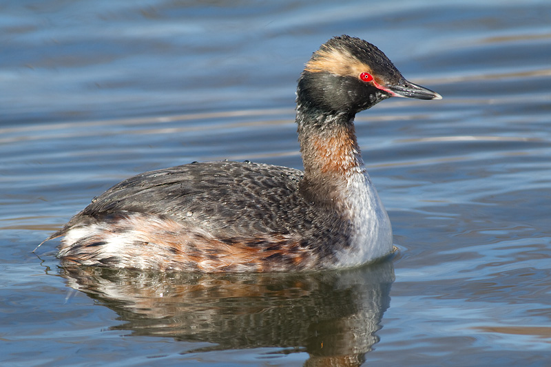 horned grebe 55