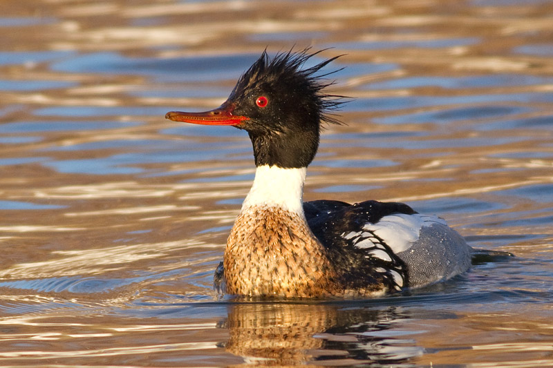 Red Breasted Merganser - Male
