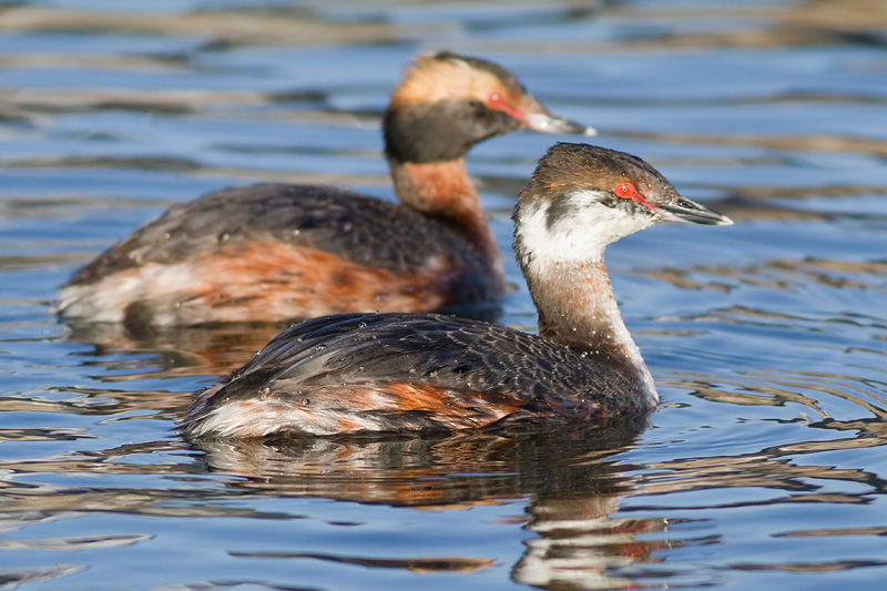 horned grebe 59