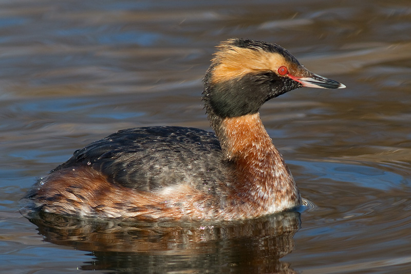 horned grebe 63