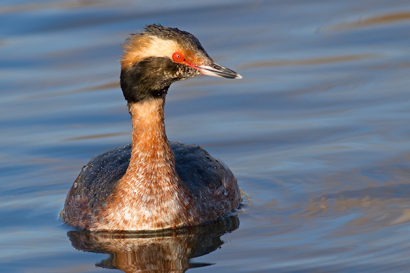 horned grebe 67