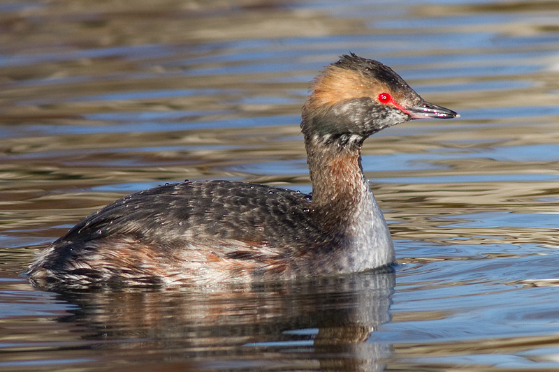 horned grebe 68