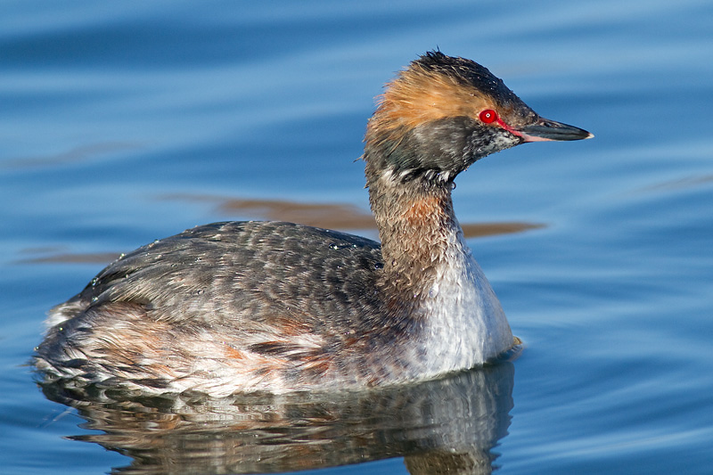 horned grebe 72