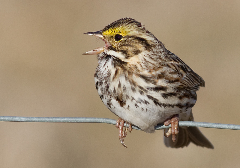 savannah sparrow 23