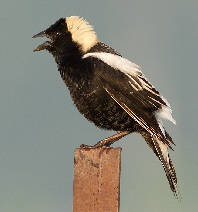 bobolink 34