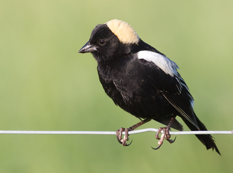 bobolink 35