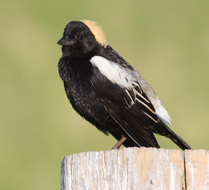 bobolink 36
