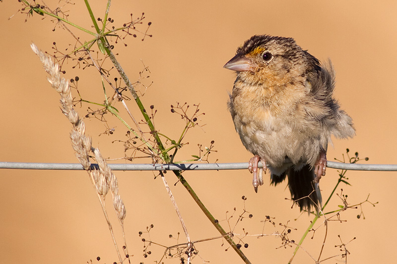 grasshopper sparrow 48