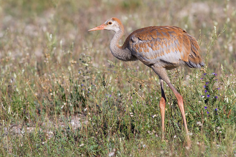 sandhill crane colt 76