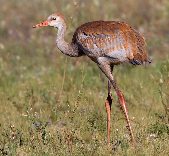 sandhill crane colt 77