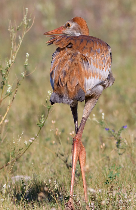 sandhill crane colt 78