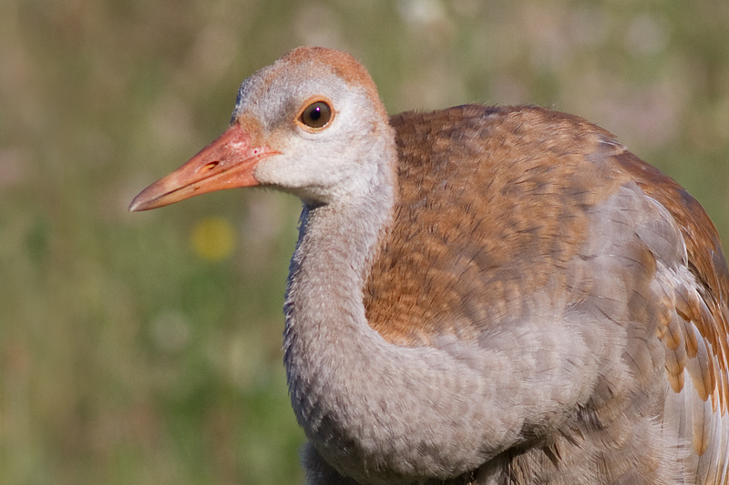 sandhill crane colt 80