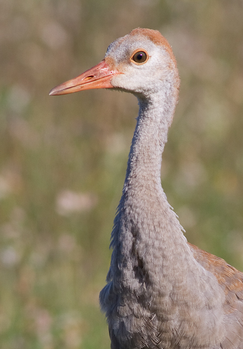 sandhill crane colt 82