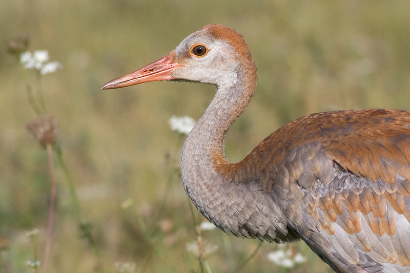 sandhill crane colt 84