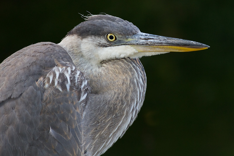 great blue heron 345