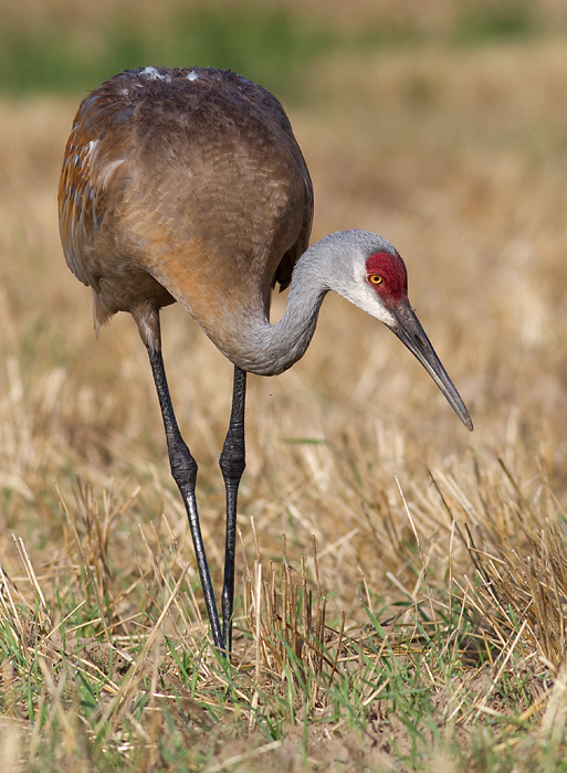 sandhill crane 111