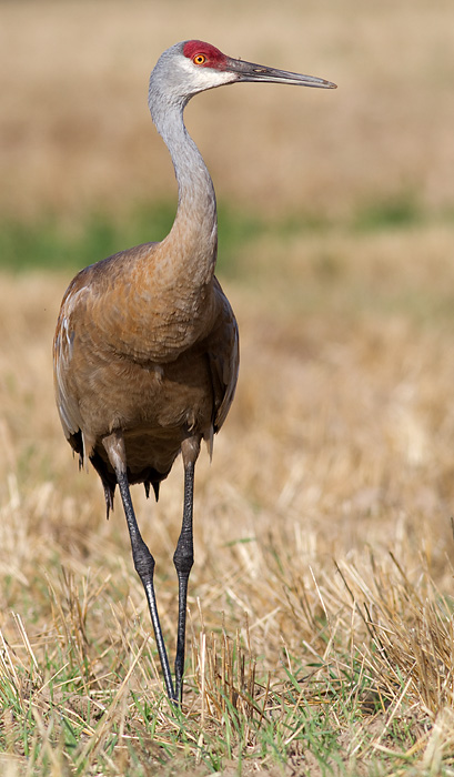 sandhill crane 112