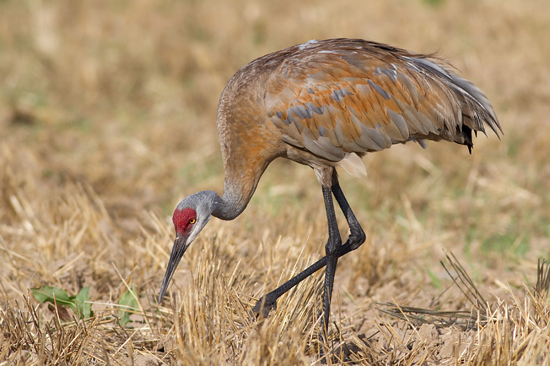 sandhill crane 113
