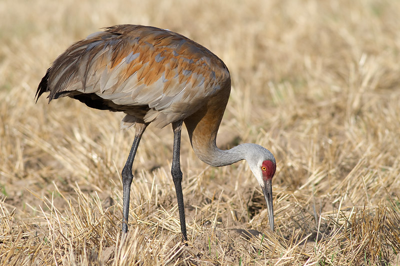 sandhill crane 115