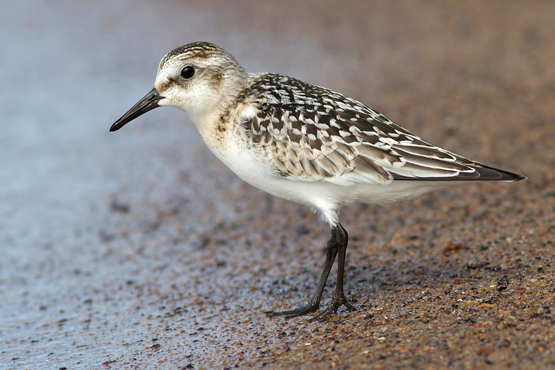 sanderling sandpiper 10
