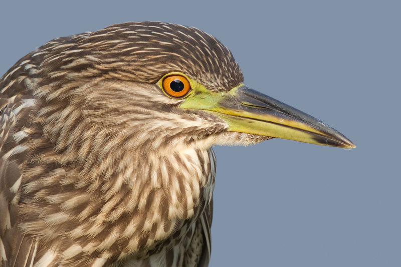 juvenile black-crowned night heron 384