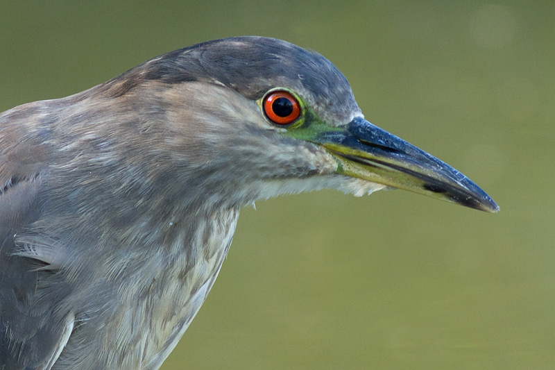 immature black-crowned night heron 384