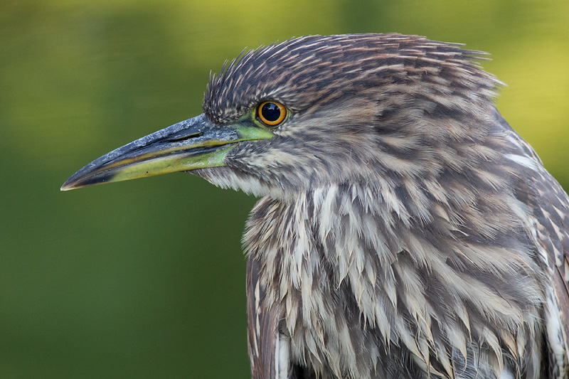 juvenile black-crowned night heron 385