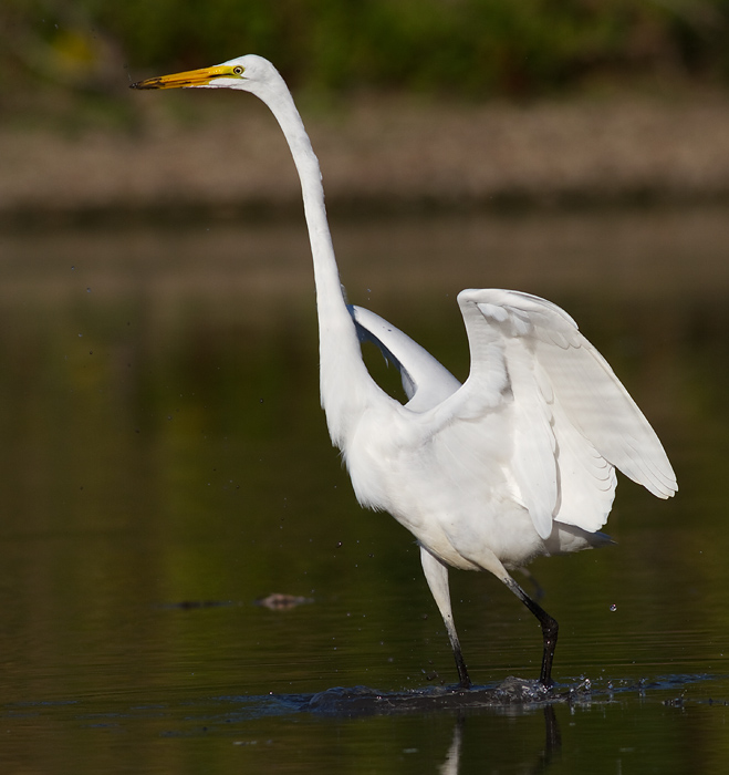 egret 14
