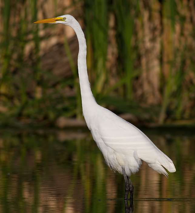 egret 15
