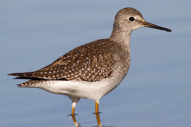 lesser yellowlegs 18